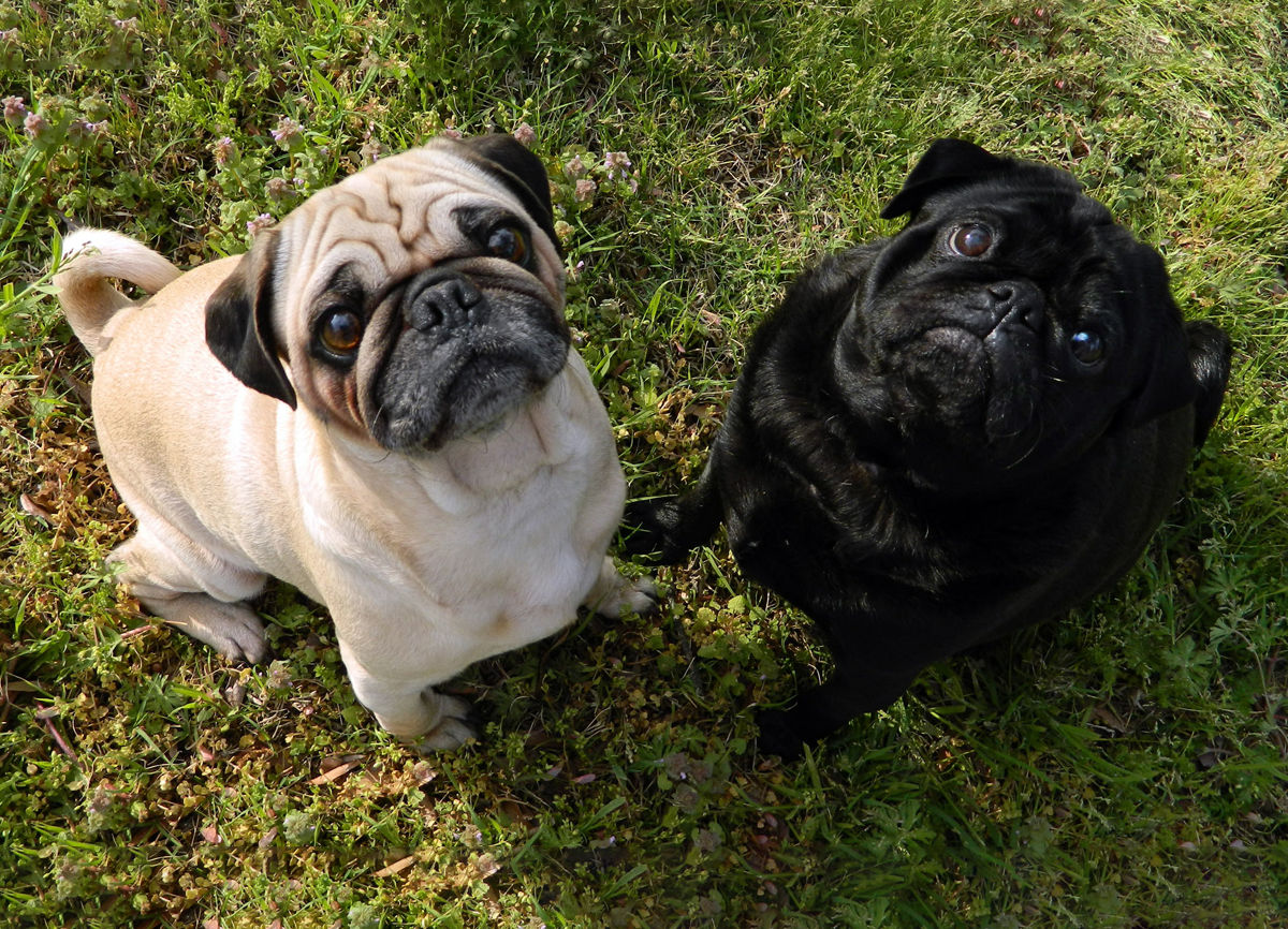 Pug